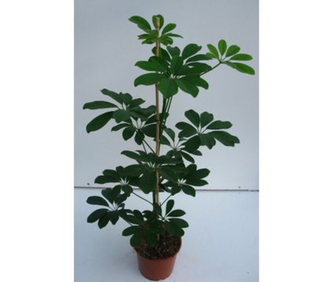 SCHEFFLERA COMPACTA