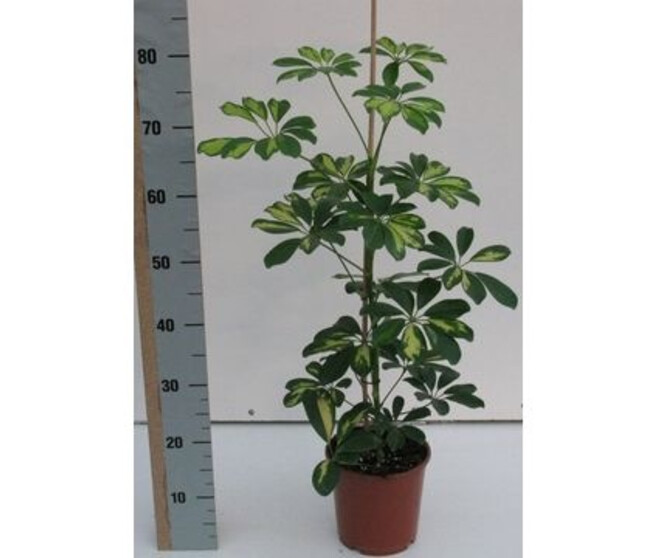 SCHEFFLERA GOLD CAPELLA