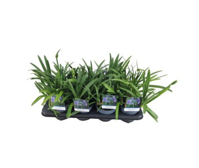 AGAPANTHE CHARLOTTE BLEUE