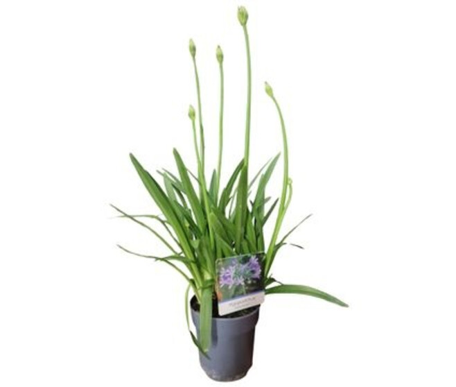 AGAPANTHE CHARLOTTE BLEUE