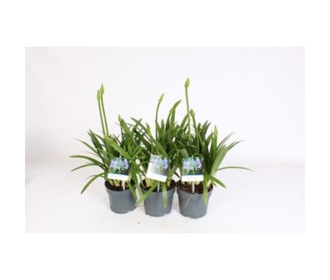 AGAPANTHE CHARLOTTE BLEUE