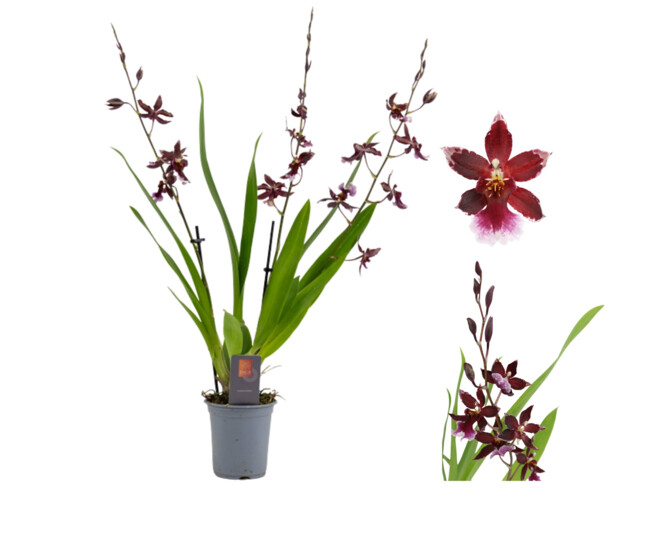 BURRAGEARA 3BR RED BARROCCO