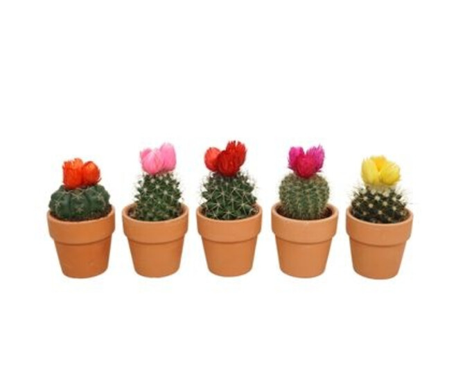 CACTUS FL IMIT P TERRE