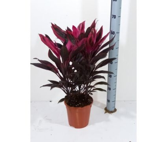 CORDYLINE TANGO 3PP
