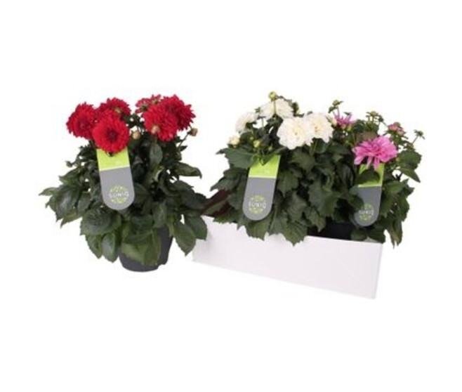 DAHLIA DALINA VARIE