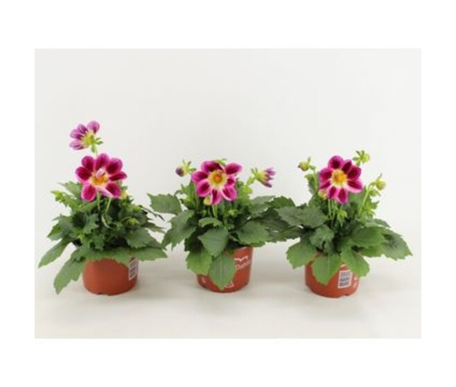 DAHLIA SUMMERBEES PURPLE BICOLOR