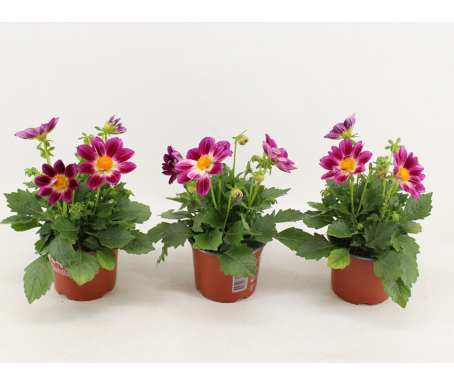 DAHLIA SUMMERBEES PURPLE BICOLOR