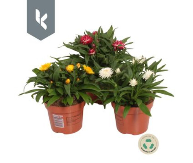 HELICHRYSUM VARIE