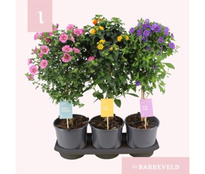 PLANTE EXT TIGE