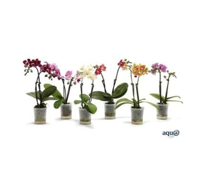 PHALAENOPSIS 2BR VARIE