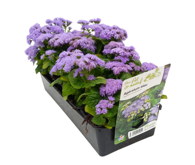 AGERATUM BLEU BQ10