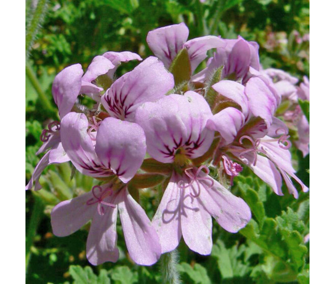GERANIUM ODORANT TORENTO GINGER