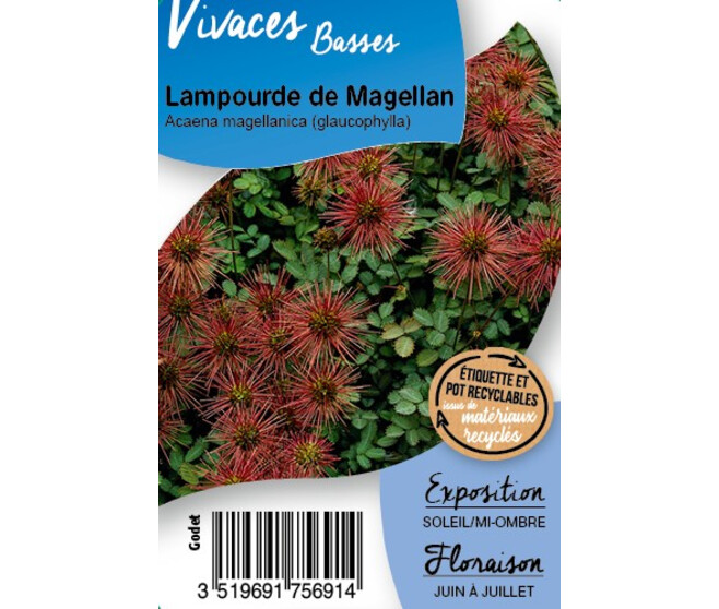ACAENA MAGELLANICA GLAUCOPHYLLA BQ10