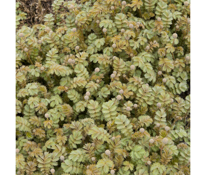 ACAENA MICROPHYLLA TAPIS DE CUIVRE BQ10