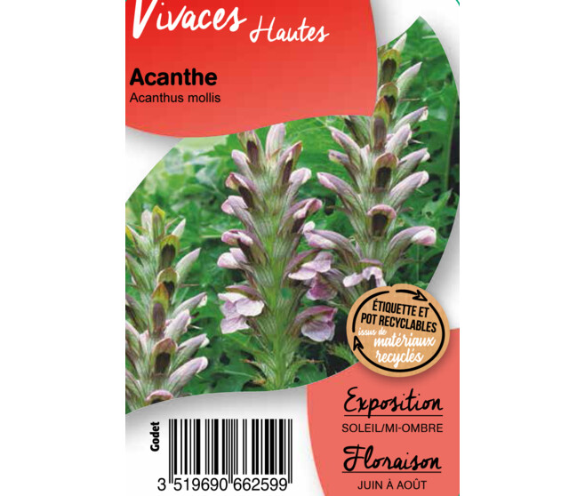 ACANTHUS MOLLIS BQ10