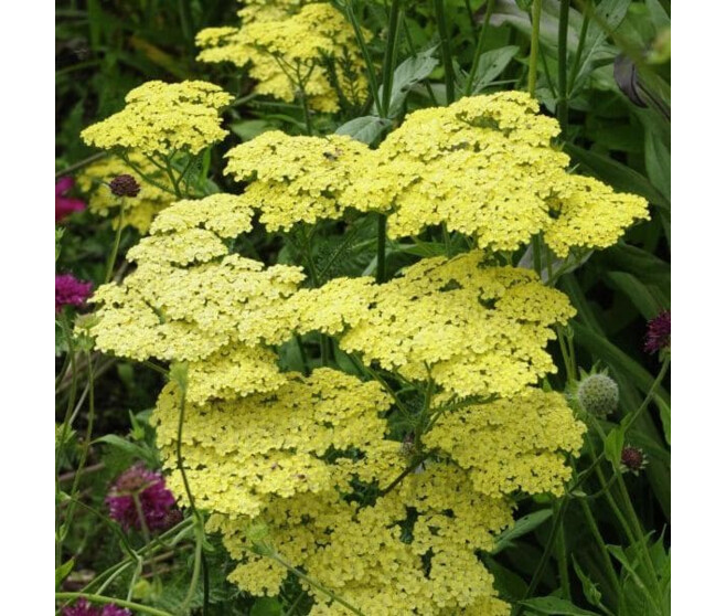 ACHILLEA FILIPENDULINA 'CLOTH BQ10