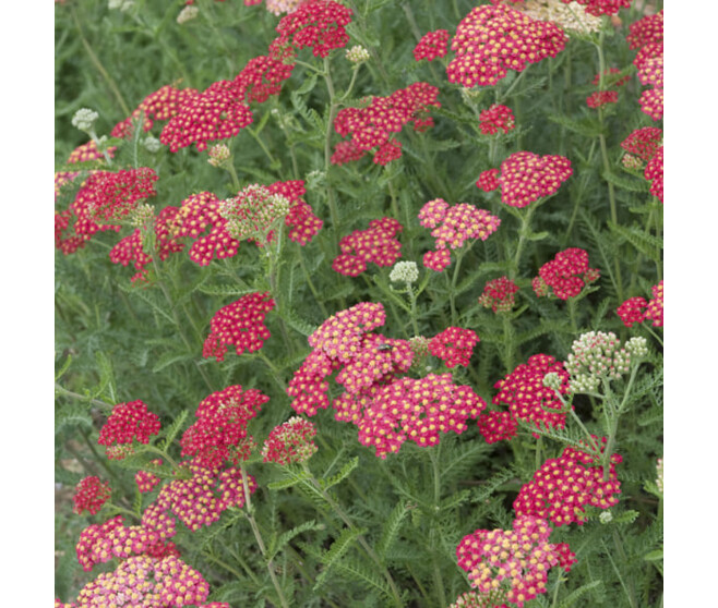 ACHILLEA MILLEFOLIUM CERISE BQ10