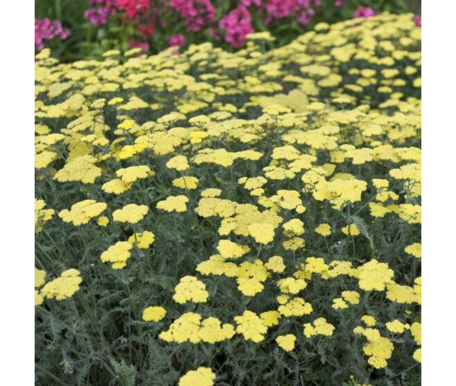 ACHILLEA TOMENTOSA AUREA BQ10