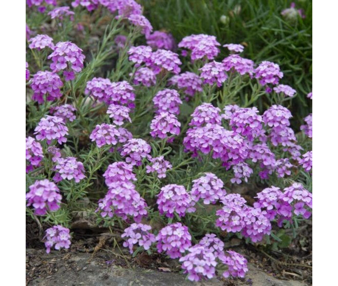 AETHIONEMA ARMENUM WARLEY ROSE BQ10