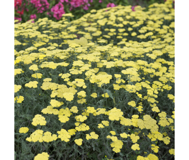 ACHILLEA TOMENTOSA AUREA BQ10