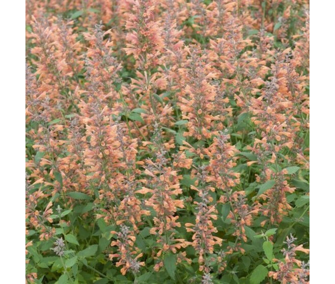 AGASTACHE MEXICANA APRICOT SPRITE BQ10