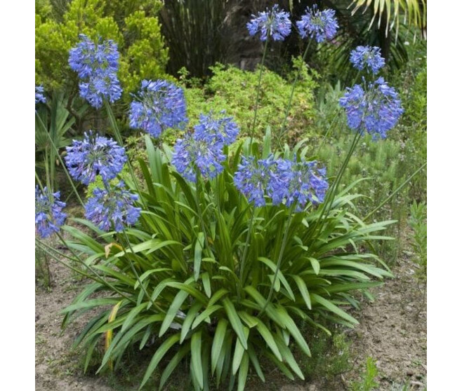AGAPANTHUS UMBELLATUS BLUE BQ10