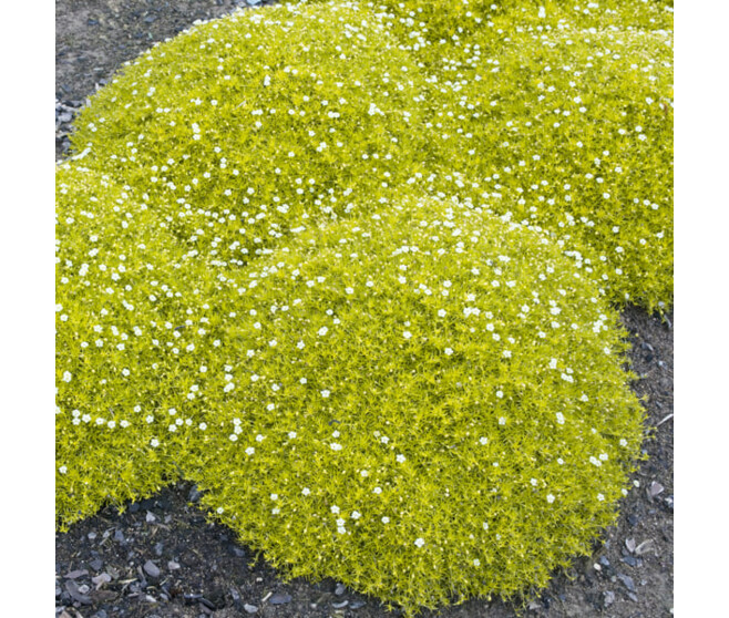 SAGINA SUBULATA AUREA BQ10