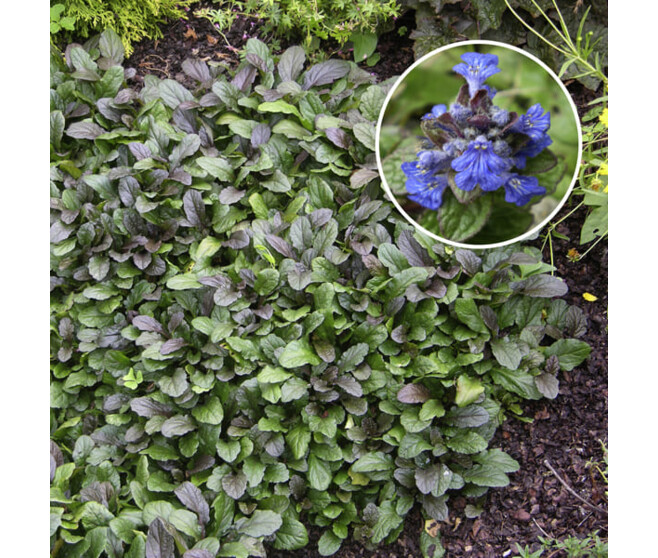 AJUGA REPTANS BLACK SCALLOP BQ10