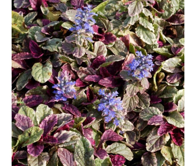 AJUGA REPTANS BURGUNDY GLOW BQ10