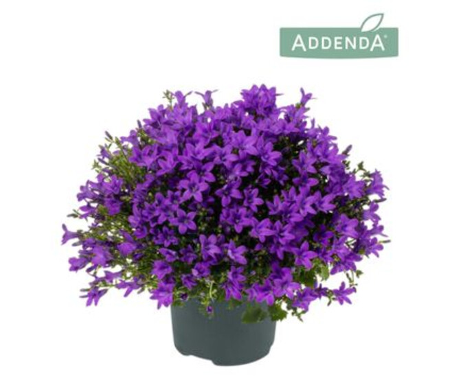 CAMPANULE AMBELLA PURPLE