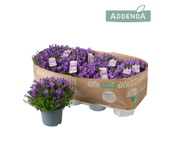 CAMPANULE AMBELLA PURPLE
