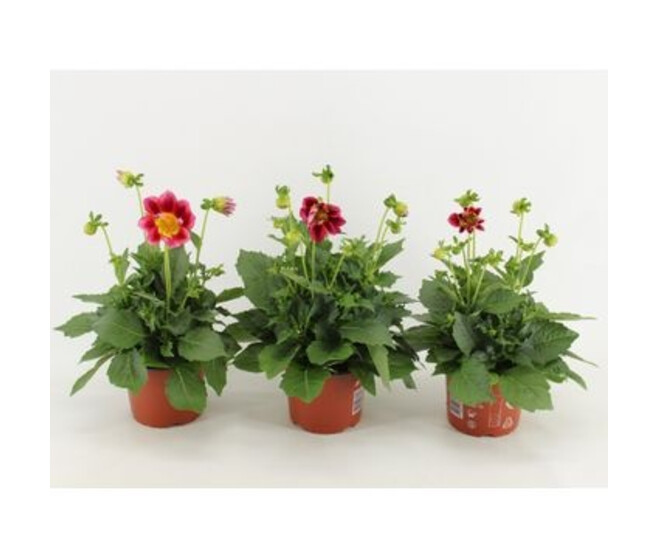DAHLIA ROUGE BICOLOR