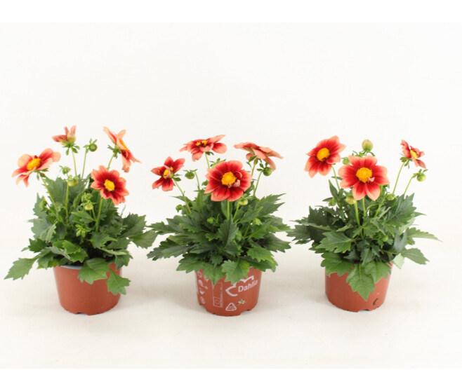 DAHLIA ROUGE BICOLOR