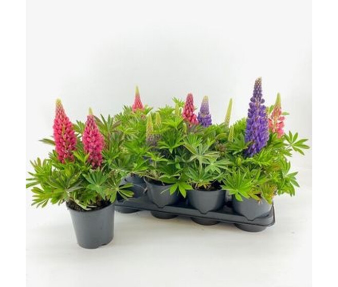 LUPIN VARIE