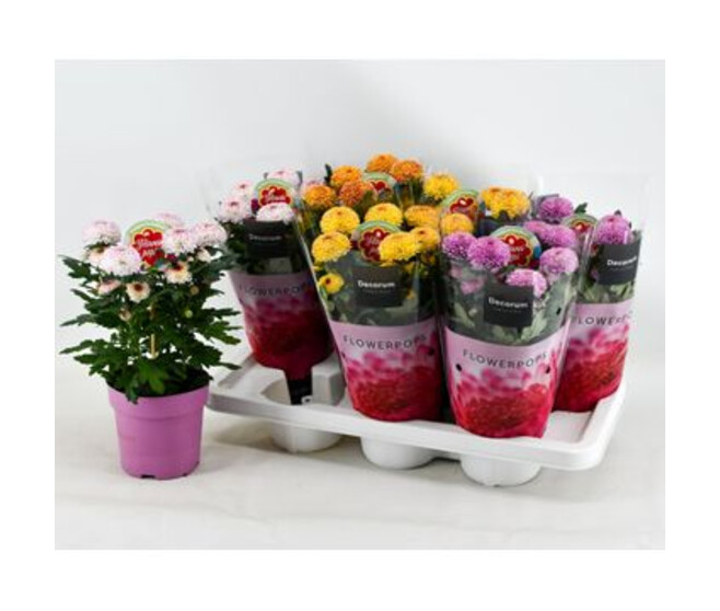 DENDRANTHEMA FLOWERPOPS VARIE
