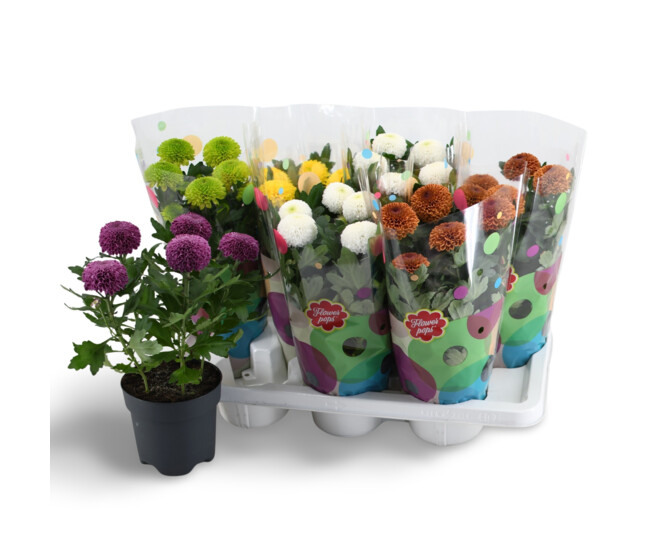 DENDRANTHEMA FLOWERPOPS VARIE