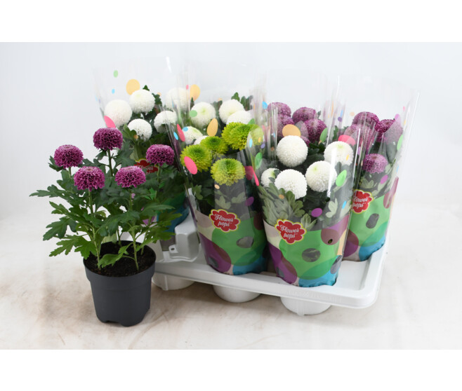 DENDRANTHEMA FLOWERPOPS VARIE