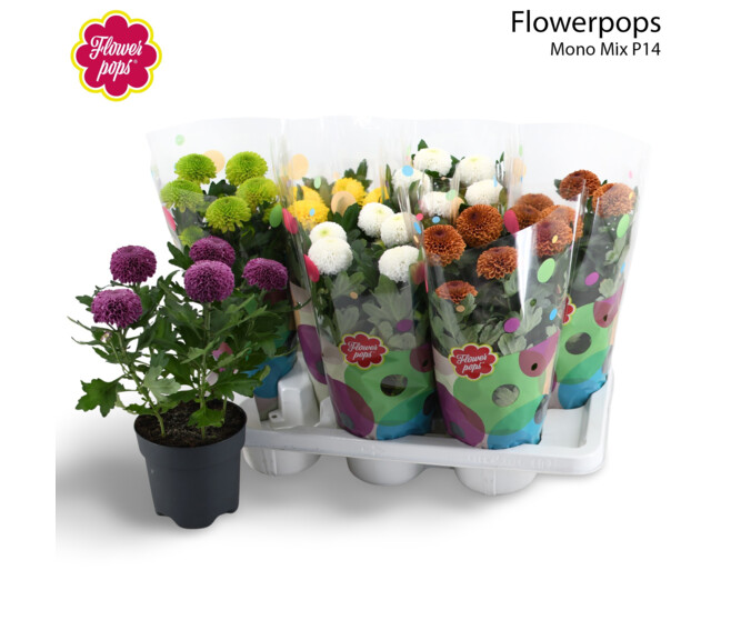 DENDRANTHEMA FLOWERPOPS VARIE