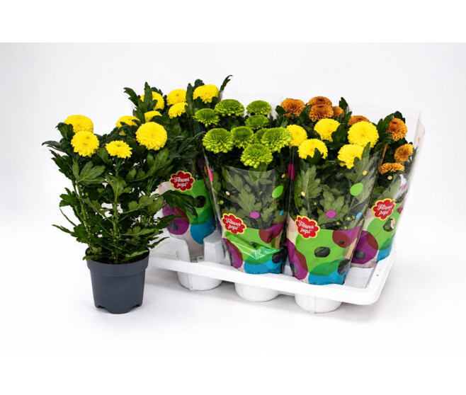 DENDRANTHEMA FLOWERPOPS VARIE
