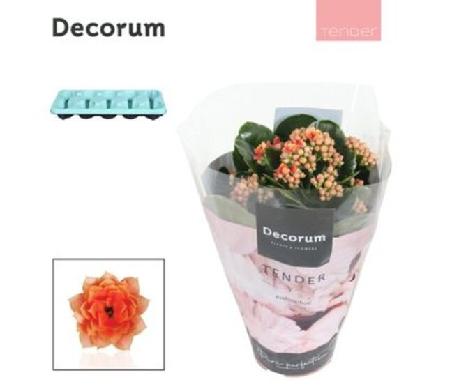 KALANCHOE FL DBLE PEACH