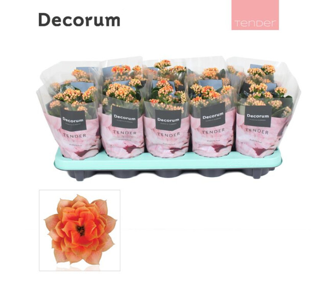 KALANCHOE FL DBLE PEACH