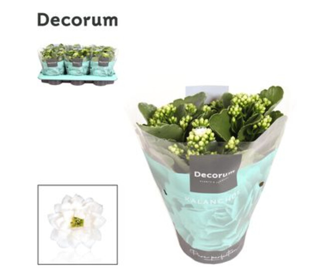 KALANCHOE FL DBLE BLANC