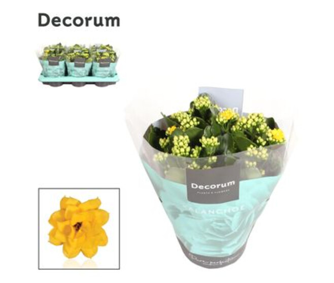 KALANCHOE FL DBLE JAUNE