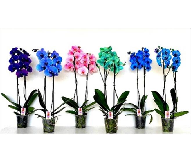 PHALAENOPSIS 2BR TEINTE VARIE