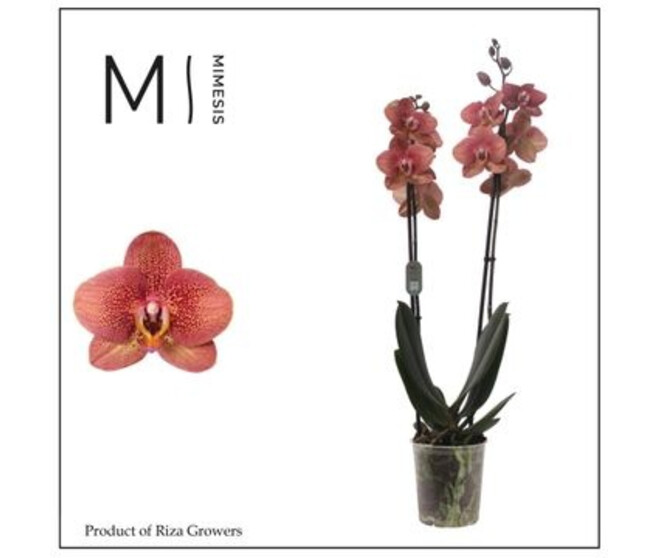 PHALAENOPSIS 2BR ORANGE ANTHURA