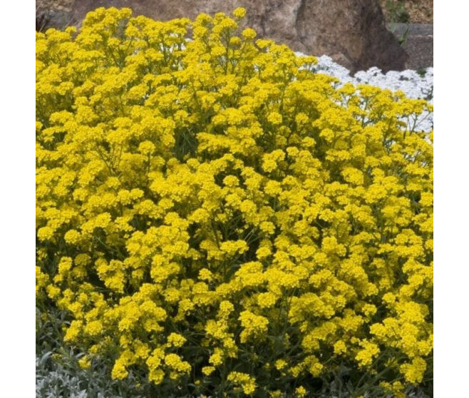 AURINIA SAXATILE GOLDKUGEL BQ10