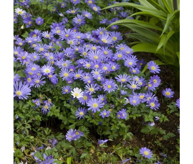 ANEMONE BLANDA BLUE SHADES BQ10