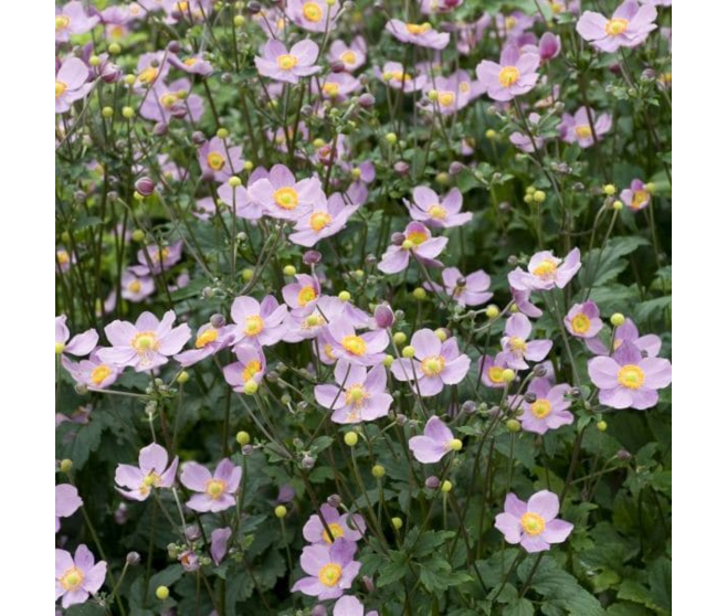 ANEMONE HUPEHENSIS SEPTEMBER CHARM BQ10