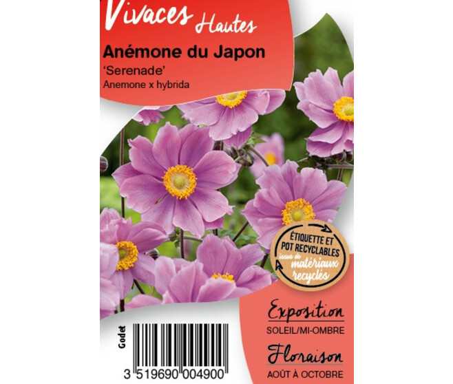 ANEMONE JAPONICA SERENADE BQ10