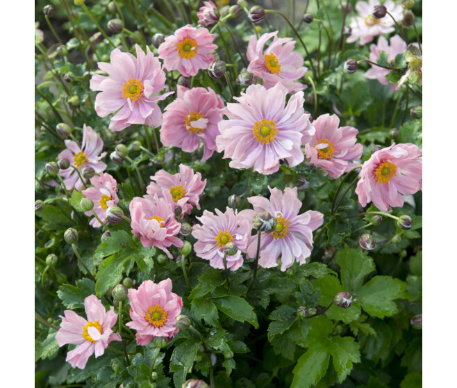 ANEMONE JAPONICA KONINGIN CHARLOTTE BQ10